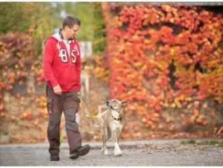 Hundetrainer-Hundeschule-Dresden