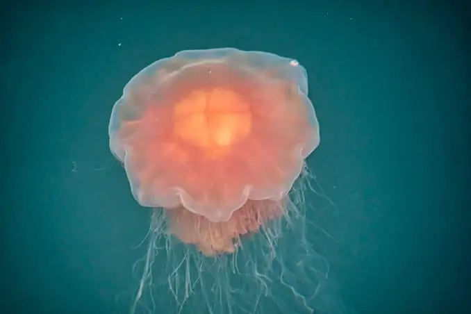 Feuerqualle Hilfreicher Content