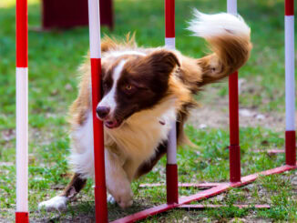 Training in der Hundeschule